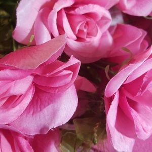 Meet your Posher, Cynthia